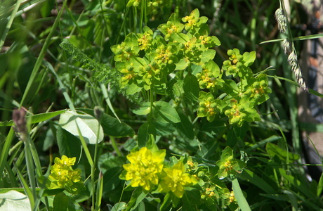 Warzen-Wolfsmilch (Euphorbia verrucosa) - © Bernard Wieser